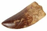 Serrated, Carcharodontosaurus Tooth - Real Dinosaur Tooth #191990-1